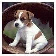 Jack Russell Terrier