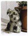schnauzer