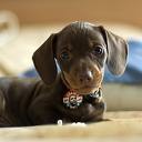 Wiener Dog