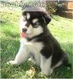 Alaskan Malamute