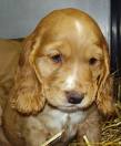 Cocker Spaniel