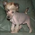Chinese Crested