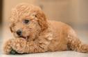 Poodle