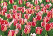 tulipanes