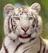 un tigre