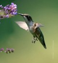 un colibrí!!!