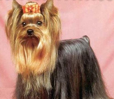 köpek 