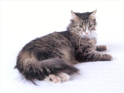kedi 