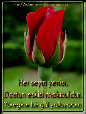 Dosta gul