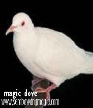 MAGIC DOVE