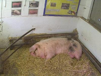 Porc