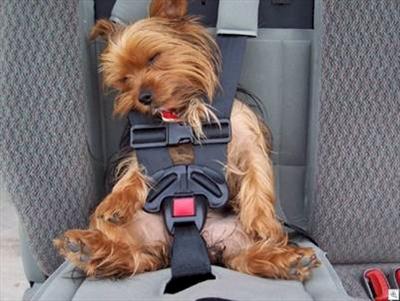 Wear Your Seat Belt