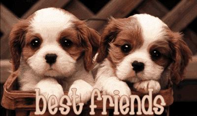 best friends (dogs)
