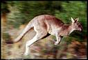 Kangaroo