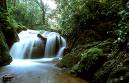 Rainforests