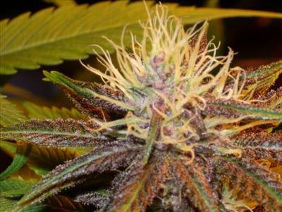 Northern Lights