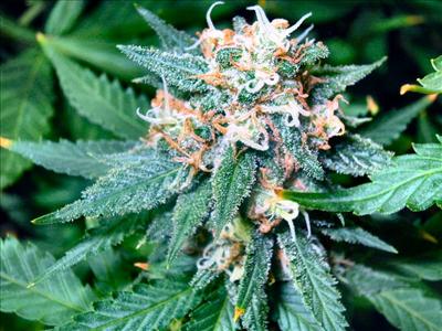Super Skunk
