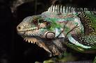 Iguana domestica