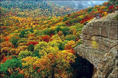 Fall Trees