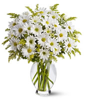 WHİTE SERRA