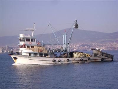 beyaz