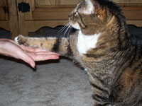 Cat Shake