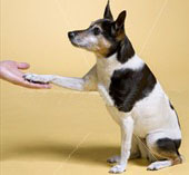 Dog Shake