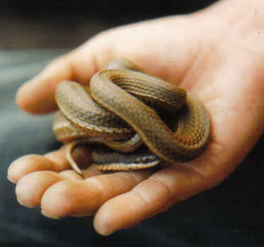 Cold and Clammy Handshake
