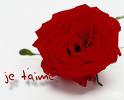 Rose rouge