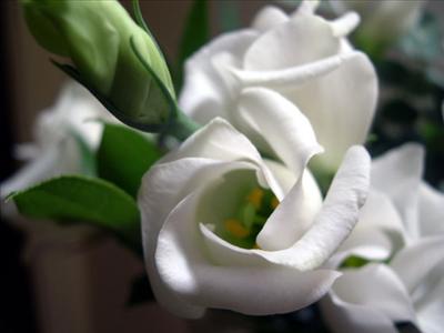 a white flower !