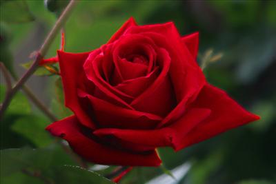 a red flower!