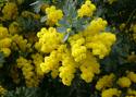 Mimoza