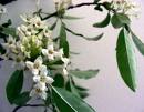 Zeytin