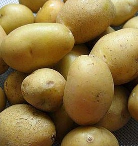 熟土瓜