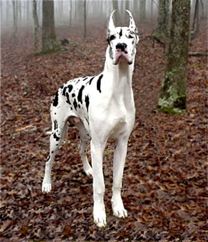 Great Dane!!!