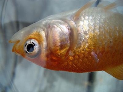 Fish!
