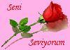 GÜL 7