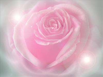 Pink Rose