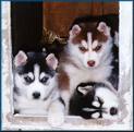 Huskies