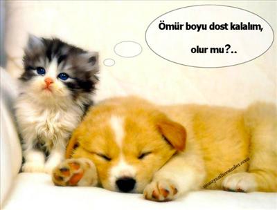 arkadaş