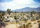 Mojave Desert