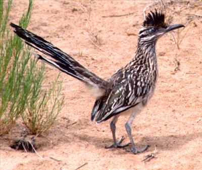 Road Runner