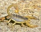 Scorpion