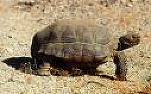 Tortoise