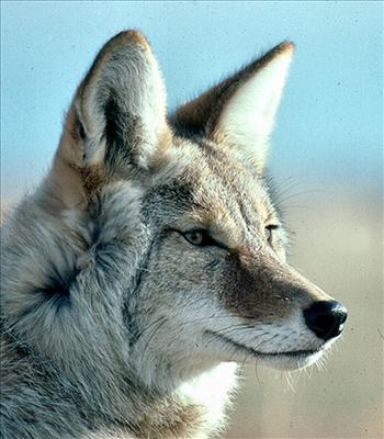 Coyote