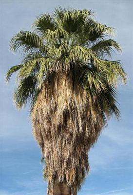 Palm Tree