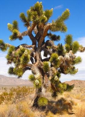 Joshua Tree