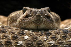 Rattlesnake