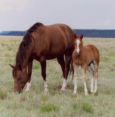 horses