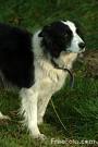 a sheep dog